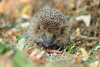 大型区块链网游《余烬之剑》停服：地块认捐超2亿美元